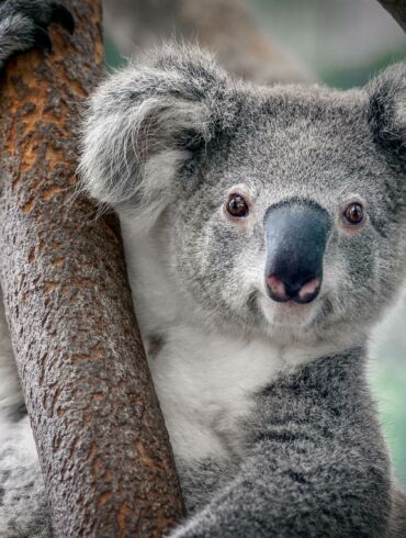 Australija paskelbė koalas „nykstančia rūšimi“