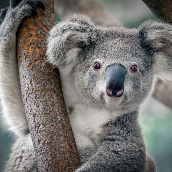 Australija paskelbė koalas „nykstančia rūšimi“