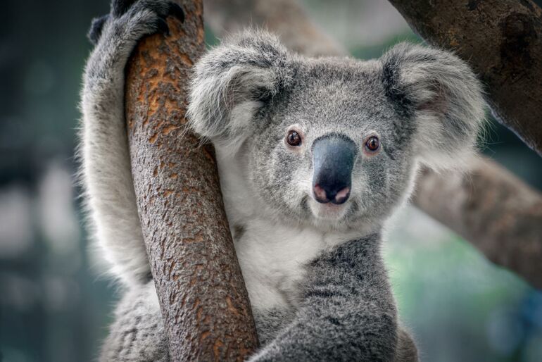 Australija paskelbė koalas „nykstančia rūšimi“