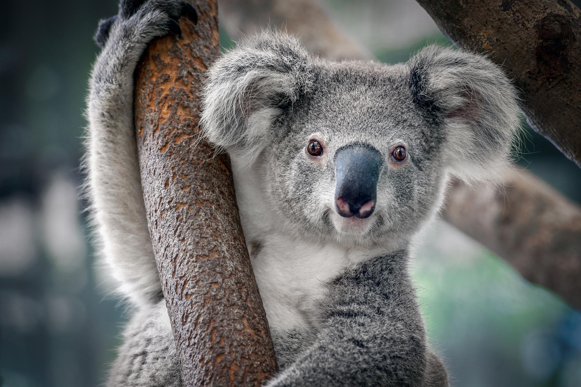 Australija paskelbė koalas „nykstančia rūšimi“