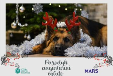 Feisbuke plinta lengvas būdas padėti prieglaudų gyvūnams – 1 „Like“ paspaudimas pavirs 1 maisto porcija