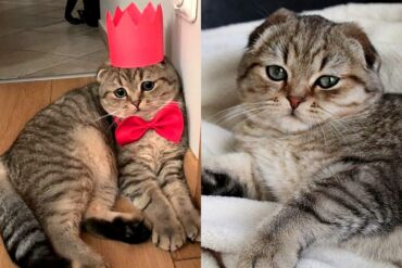 Garsiausias Lietuvos katinas: turi daugiau sekėjų nei žinomiausi „influenceriai“ (FOTO)