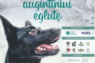 Labdaros akcija „Parodyk augintiniui eglutę 2019“ sugrįžta į Vilnių