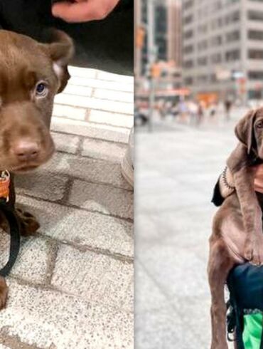 Lietuvės šuo Rocco vos per parą tapo pasauline žvaigžde: šuns vaizdo įrašas sulaukė net 3 mln. peržiūrų!