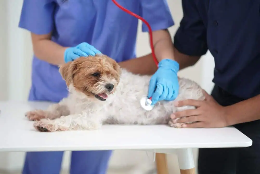 Kada vežti pas veterinarą