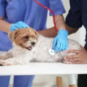 Kada vežti pas veterinarą