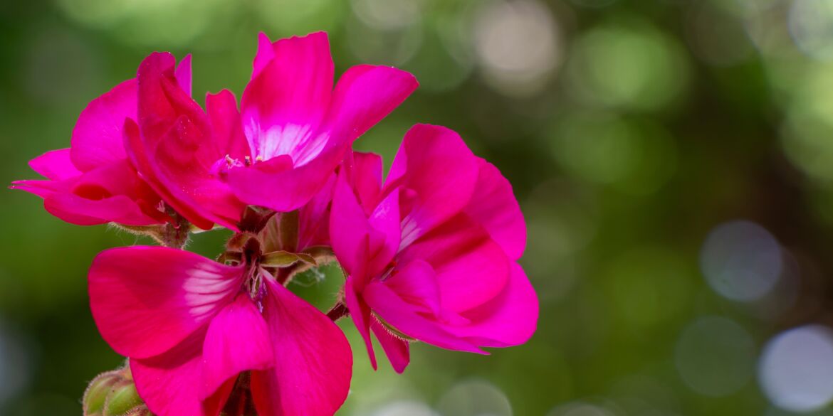 Pelargonijos dauginimas