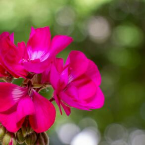 Pelargonijos dauginimas