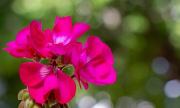 Pelargonijos dauginimas