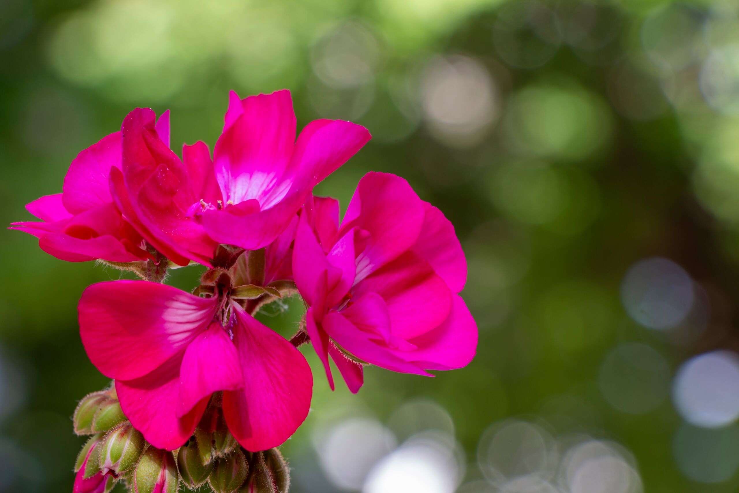 Pelargonijos dauginimas