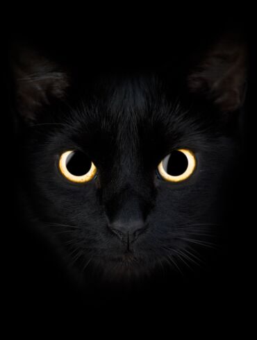 intuicija