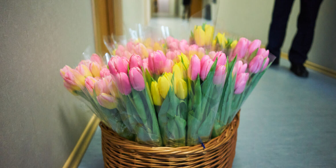 tulpe