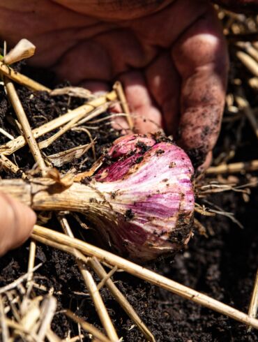 Kada kasti žieminius česnakus