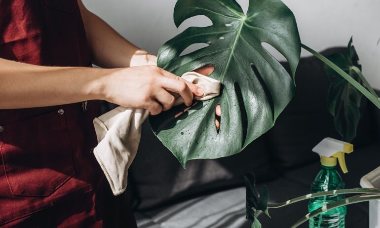 Monstera