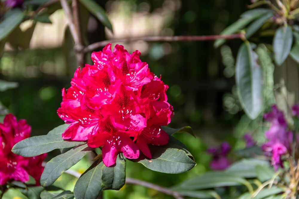 Rododendrai