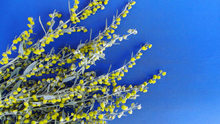 Pelynas