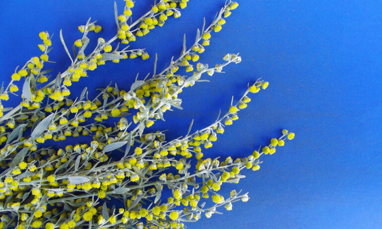 Pelynas