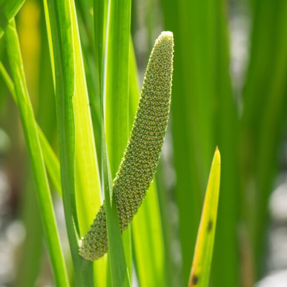 ajerai
