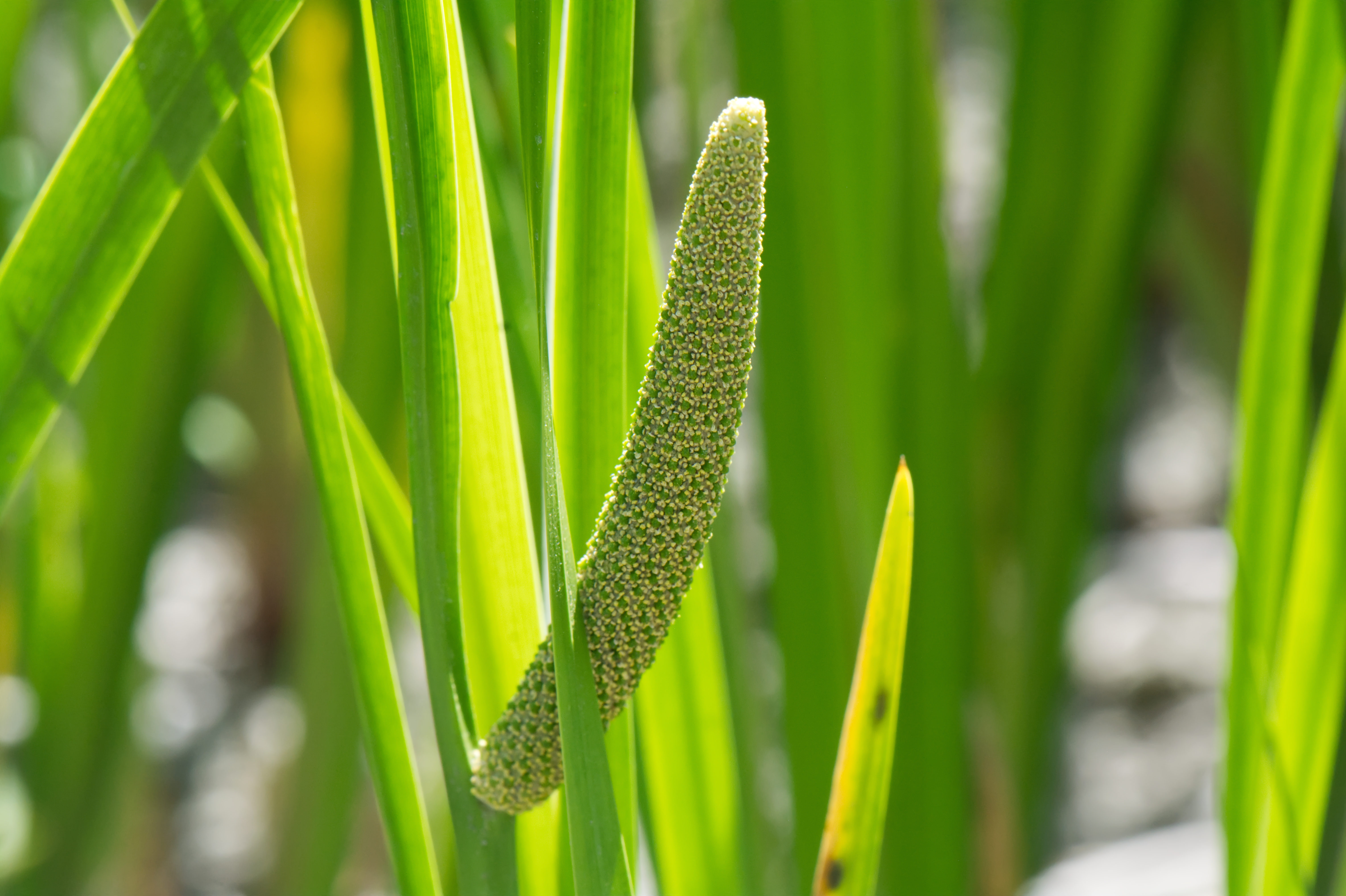 ajerai