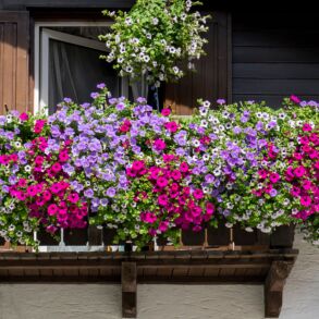 Gėlės balkone