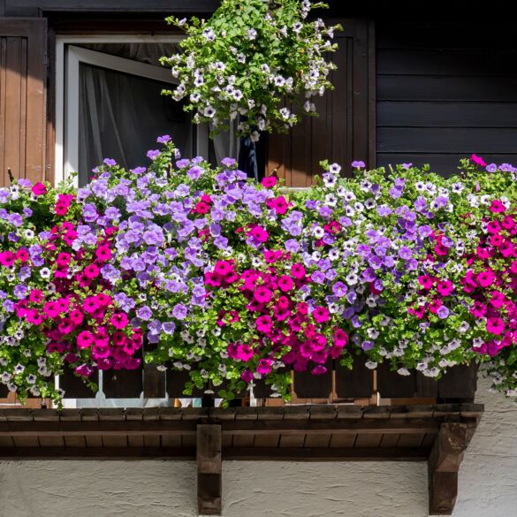 Gėlės balkone