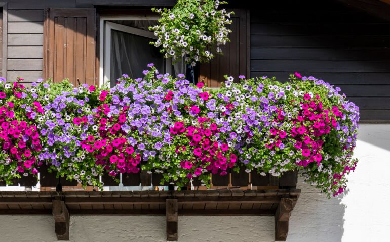Gėlės balkone