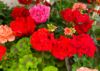 pelargonijos