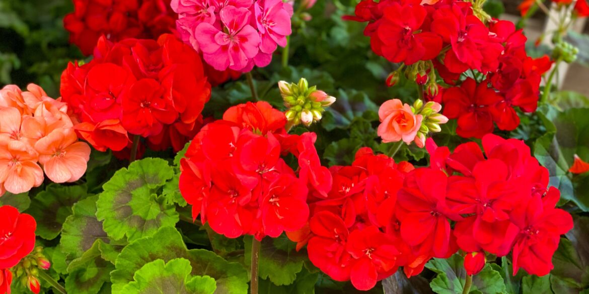 pelargonijos