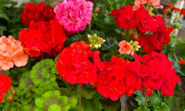 pelargonijos