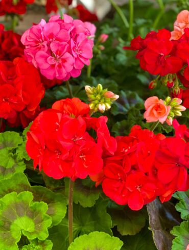 pelargonijos