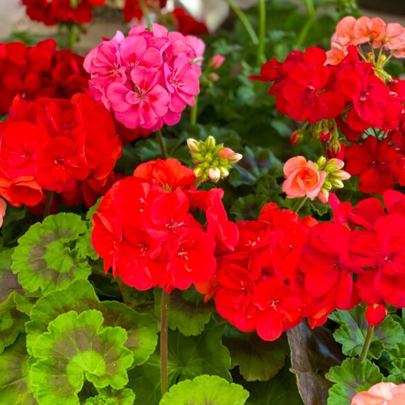 pelargonijos
