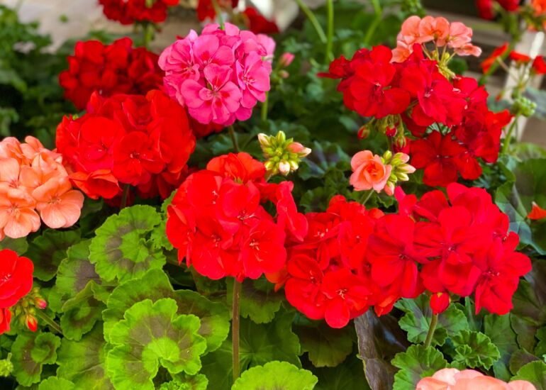 pelargonijos