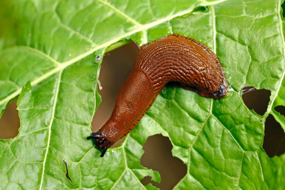 Šliužas