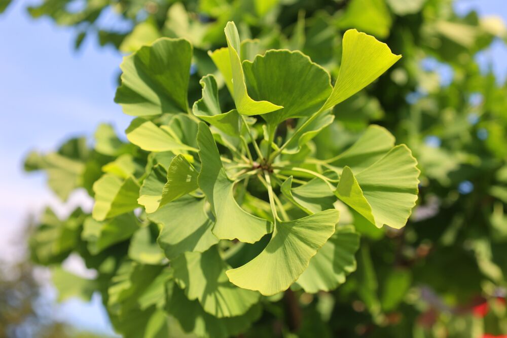 Ginkmedis