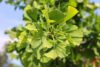 Ginkmedis