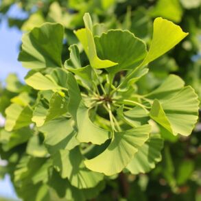 Ginkmedis