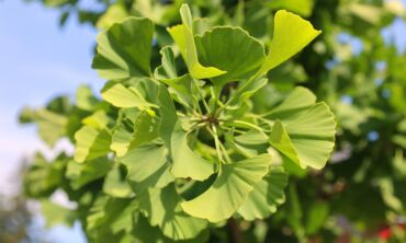 Ginkmedis