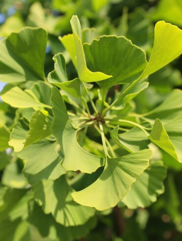 Ginkmedis