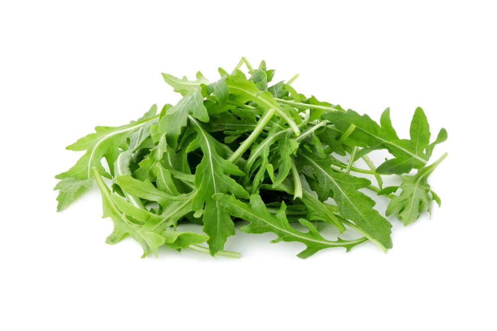 Rukola