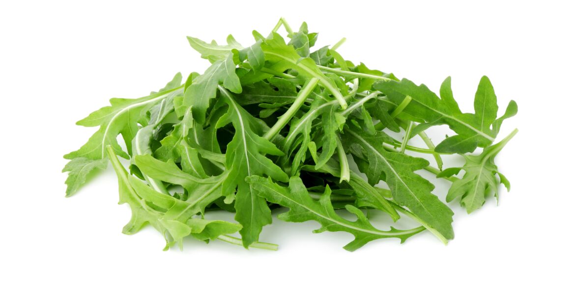 Rukola