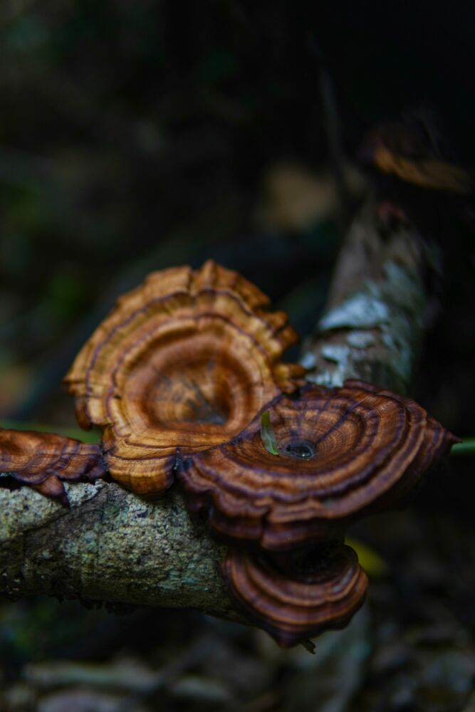 Reishi grybai