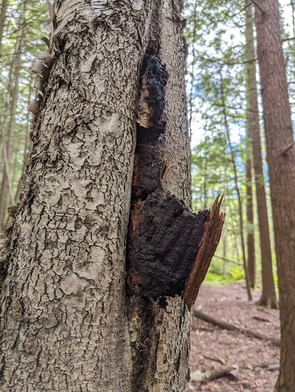 Chaga adaptogeninis grybas