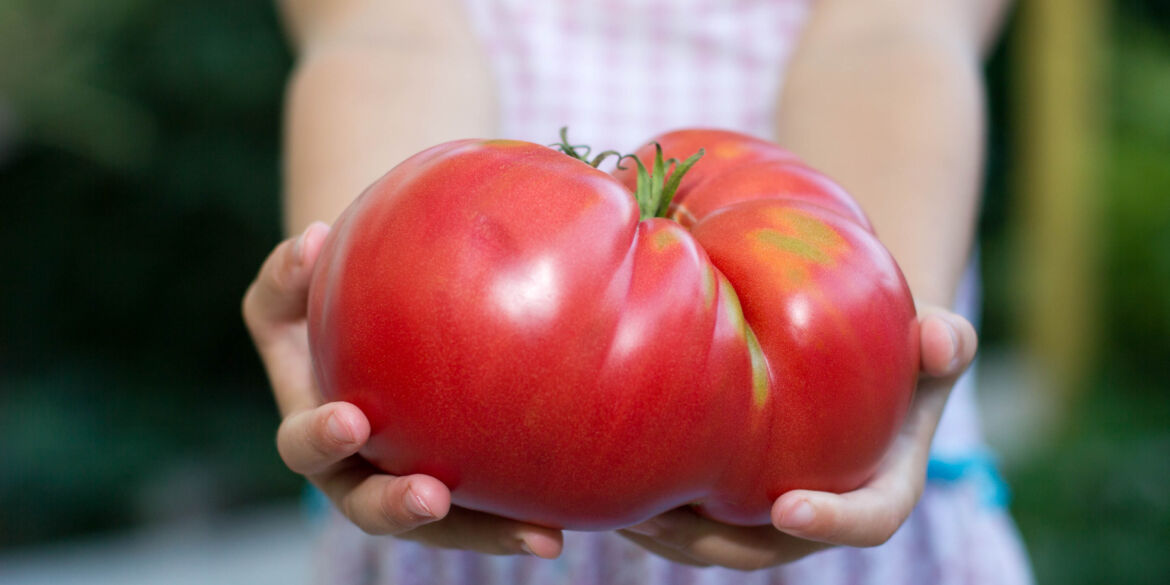 Pomidoras