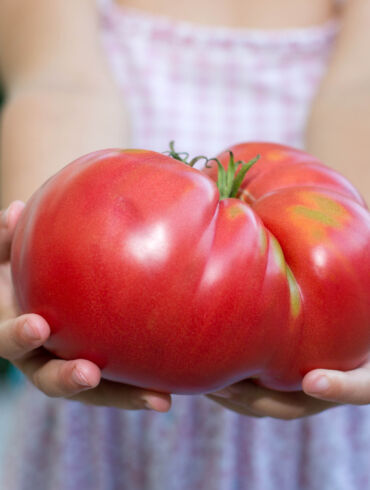 Pomidoras