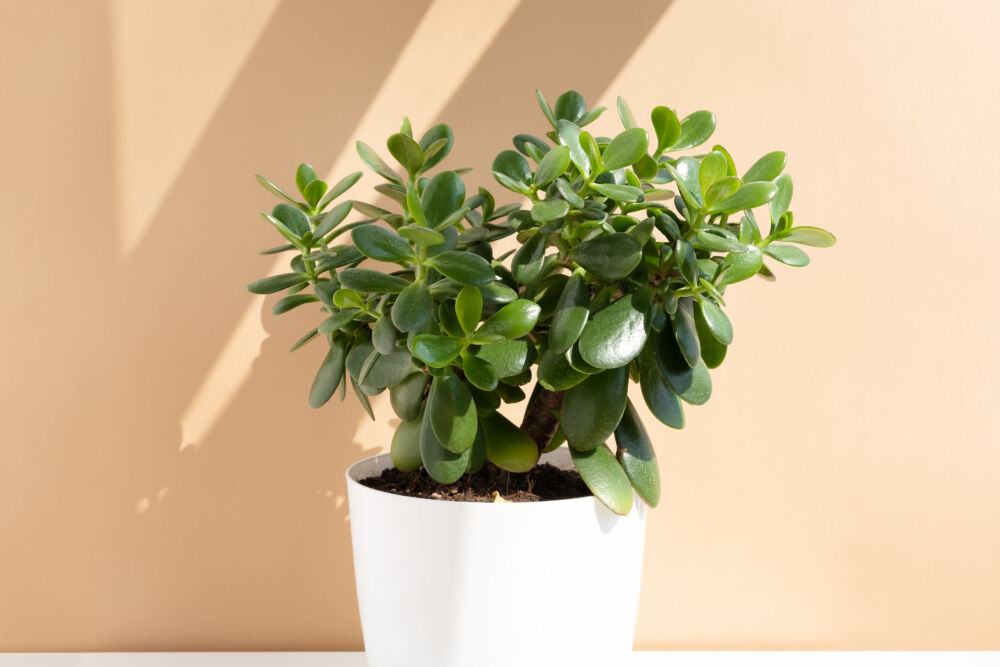 Nefrito medis / Shutterstock nuotr.