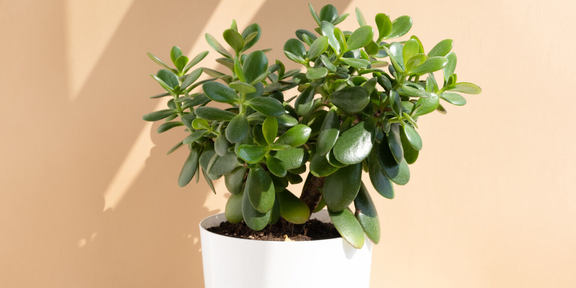 Nefrito medis / Shutterstock nuotr.