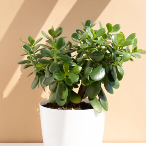 Nefrito medis / Shutterstock nuotr.