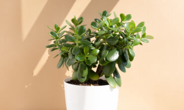 Nefrito medis / Shutterstock nuotr.