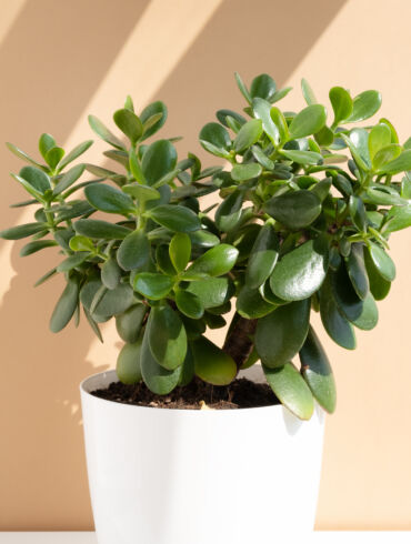 Nefrito medis / Shutterstock nuotr.