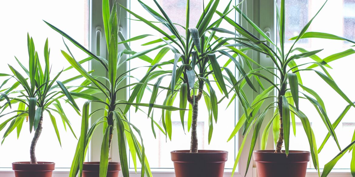 Dracena